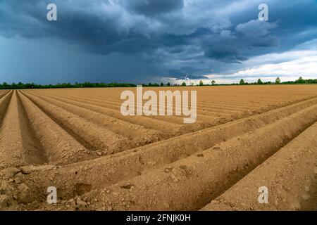 Dark rain clouds, thunderclouds over a potato field, near Grevenbroich, NRW, Germany Stock Photo