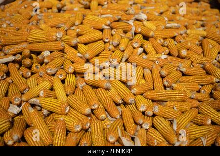 Organic corn cobs and maize drying in the sun on a rural farm field in Myanmar Stock Photo