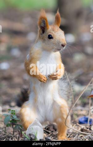 Squirrel in search of adventure. Stock Photo