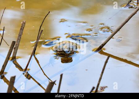 A big frog is resting from the pond in the afternoon. Stock Photo