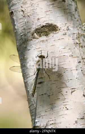 A dragonfly sits on a tree in the rays of the spring sun. Stock Photo