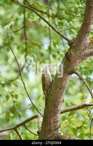 Gray-headed woodpecker on a tree in the park.
