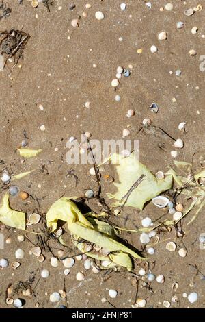 A plastic bag lies on the beach on the sand among seashells. Environmental pollution concept. Dirty sea. Ecological problem. Copy space. Vertical orie Stock Photo