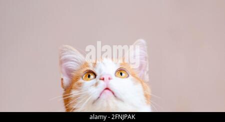 Ginger white cat looking up on beige background. Stock Photo