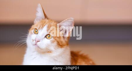 Fluffy ginger white cat portrait indoors. Stock Photo