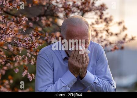 Senior man sneezing into napkin in front of blooming tree. Spring allergy reaction Stock Photo