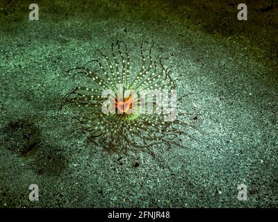 Night shot under ultraviolet light with fluorescent Banded Tube-Dwelling Sea Anemone in coral reef of Caribbean Sea, Curacao Stock Photo