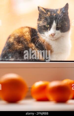 Hungry calico cat sitting on a windowsill and looking through the window on mandarins. Stock Photo