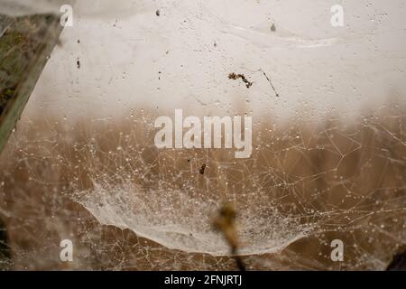 Early morning dew drops on a big spider web in Shan state, Myanmar Stock Photo