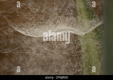 Early morning dew drops on a big spider web in Shan state, Myanmar Stock Photo