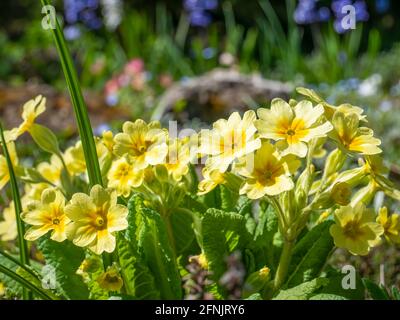 Many Primula vulgaris also known as common primrose or English primrose on a field Stock Photo
