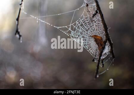 An orange leaf stuck in a spider web with dew drops on a haning stick in the forest, Shan state, Myanmar Stock Photo