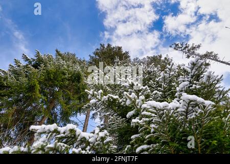 Winter forest, tall spruce trees, Picea abies, covered with snow against beautiful blue sky with white puffy clouds Stock Photo