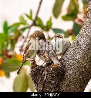 A baby sparrow waits for his mother to feed him Stock Photo