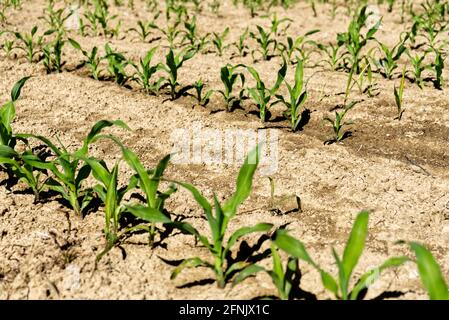 corn plants grow in intensive cultivation Stock Photo