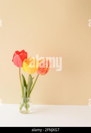 Red, yellow and colorful tulip flower in a vase on a combination of white and cream background. Spring Summer flowers concept. Stock Photo
