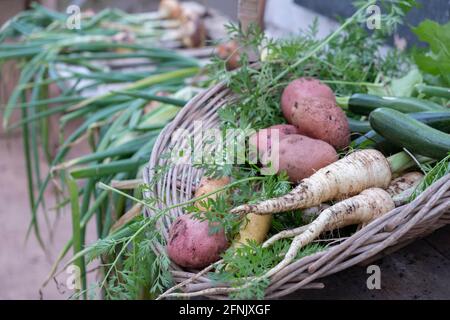 Freshly harvested vegetables Stock Photo