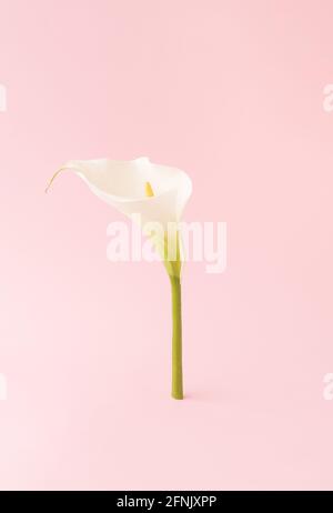 White calla flower isolated standing upright on a pink background. Flower minimal concept. Stock Photo