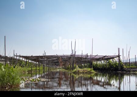A wooden bamboo structure of poles and stilts by the floating gardens in the canals of Inle Lake, Nyaung Shwe, Shan state, Myanmar Stock Photo