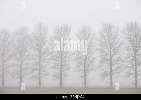 Row of trees in mist Stock Photo