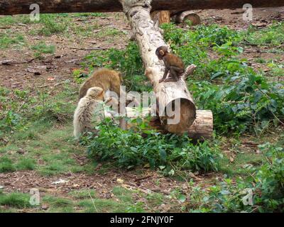 A baby Barbary macaque plays on a fallen log while his family sits below him and the tree. Around the monkeys are green bushes and shrubs. Stock Photo