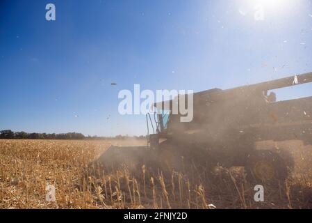 End of the summer, corn harvesting started. Stock Photo