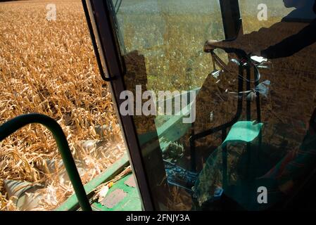 End of the summer, corn harvesting started. Stock Photo