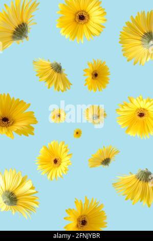 Flying gerbera flower on a blue background. Spring summer optimistic concept of bright colors. Stock Photo