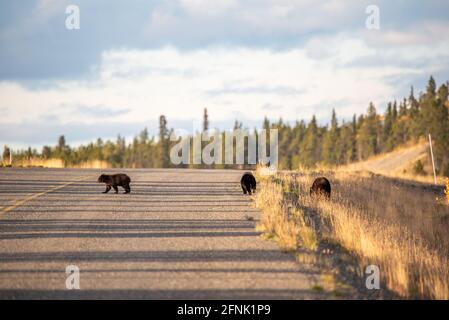 Three black bear cubs eating by a highway and crossing the highway, running after their mother. Seen in fall in Yukon Territory, northern Canada. Stock Photo