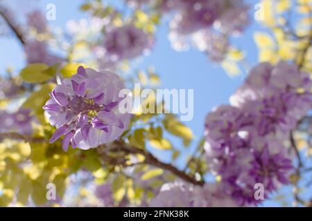 Purple wisteria close-up blooms in the spring garden. Delicate purple flowers in the bright sunlight. Beautiful atmospheric spring background. Blurry Stock Photo