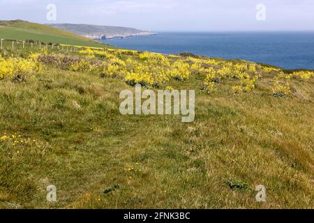 wildflowers, St Aldhelm's Head aka St Alban's Head, Jurassic Coast, Dorset Coast Path, Dorset, UK Stock Photo