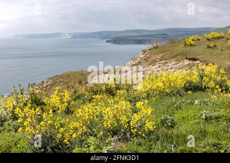 St Aldhelm's Head aka St Alban's Head, Jurassic Coast, Dorset Coast Path, Dorset, UK Stock Photo