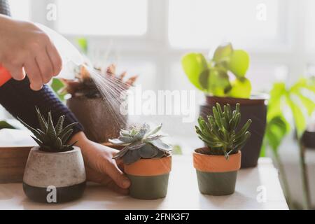 Close-up woman watering plant with a spray can in her home gardening corner. Spraying green air plants, succulents in pots on the white table on the w Stock Photo