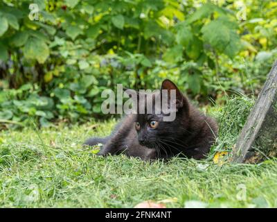 Little kitten resting on the lawn. Raspberry bushes in the background. Stock Photo