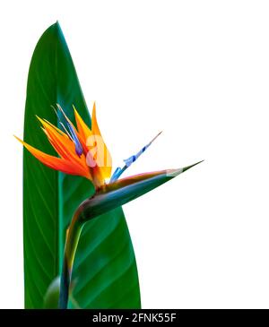 bird of paradise flower and leaf closeup back lit with vivid colors isolated on a white background