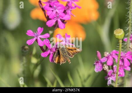 Fritillary Butterfly on Wildflowers Stock Photo