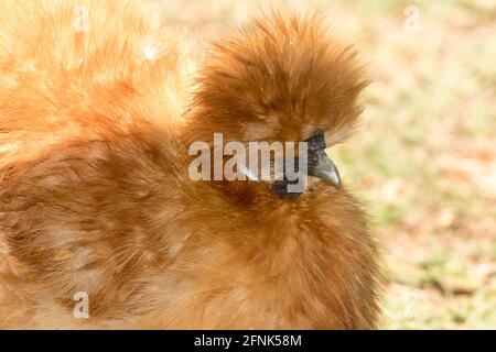 Chinese Silkie / Silky chicken, with vivid chestnut coloured fluffy feathers almost obscuring its face and feet, in Australia Stock Photo