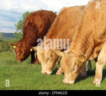 Charolais and Limousin cattle grazing on pastures on farmland in rural Ireland during summertime Stock Photo
