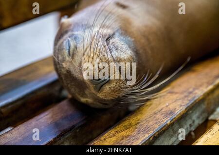 Napping. This little guy was laying on a bench next to the water, at Santa Cruz Harbour, without bothering about all the people and birds that were around him. He only wanted to take a nap! Stock Photo