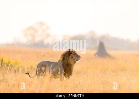 A large male lion in the morning light, Africa Stock Photo