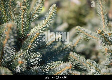 Subalpine fir close-up. Subalpine fir needles close-up from a plant nursery Stock Photo