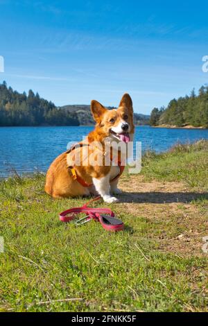 Pembroke Welsh Corgis outdoors Stock Photo