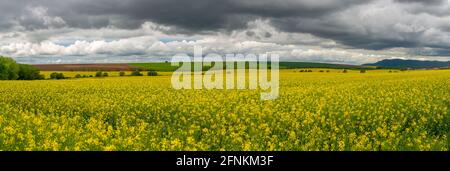 Field of blooming Rapeseed (Brassica napus), hilly agricultural ...