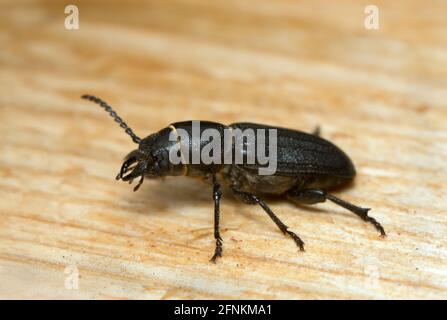 Macro photo of the longhorn beetle Spondylis buprestoides on wood Stock Photo