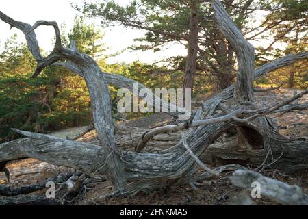 Fallen pine in sandy environment in a national park in sweden Stock Photo