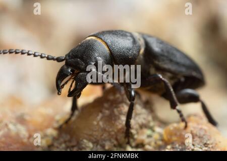 Macro photo of the longhorn beetle Spondylis buprestoides Stock Photo