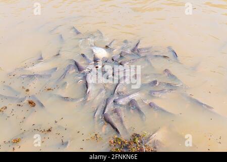 Iridescent shark, Striped catfish, Sutchi catfish Fish are eating crowd hungry Stock Photo