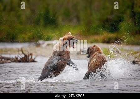 Bears play and feed in their natural environment at Katmai National Park. Alaska Stock Photo