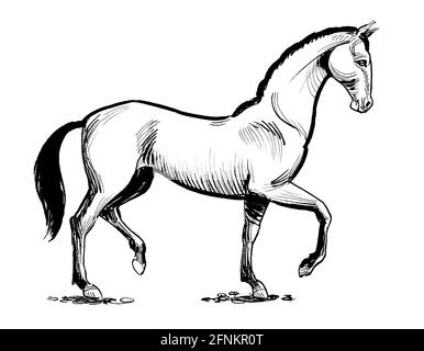Standing stallion. Ink black and white drawing Stock Photo - Alamy