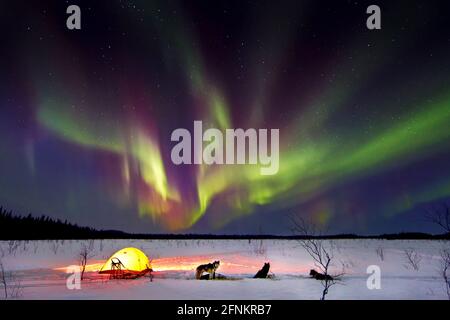 Northern lights and dog team, Galena, Alaska Stock Photo